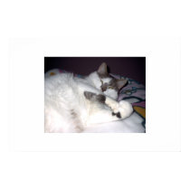 Fat Cat posters