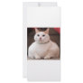 Fat Cat Rack Card Design