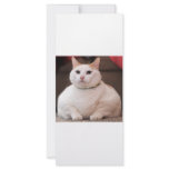 Fat Cat Rack Card Design