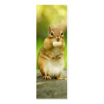 Fat Chipmunk with Treat Business Card Templates
