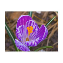 fat crocus postcards