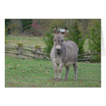 Fat Grey Donkey Greeting Cards