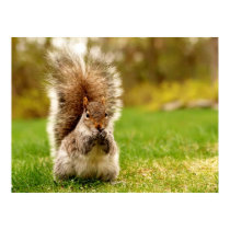 Fat Squirrel Poster
