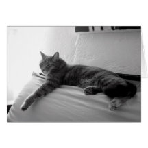 Fat Tabby Cat Cards