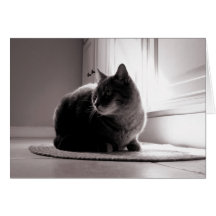 Fat Tabby Cat Greeting Card