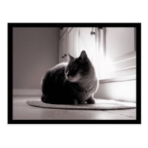 Fat Tabby Cat Post Card