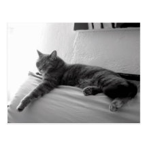 Fat Tabby Cat Postcards