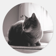 Fat Tabby Cat Round Stickers