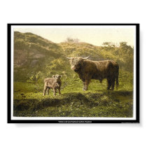 Father and son (highland cattle), England posters