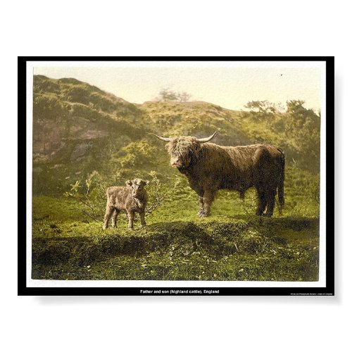 Father and son (highland cattle), England print