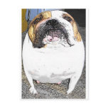 fatty bulldog postcards