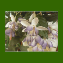 Faux Fuschia postcards by codfishlady Faux Fuschia postcards