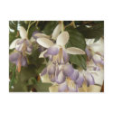 Faux Fuschia postcards