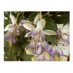 Faux Fuschia Postcard