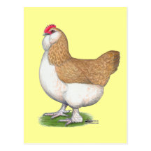 Faverolle Hen Post Cards