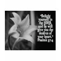 FAVORITE BIBLE SCRIPTURE PSALM 37:4 t-shirts by scriptures FAVORITE BIBLE SCRIPTURE PSALM 37:4 t-shirts