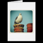 Favorite Perch cards