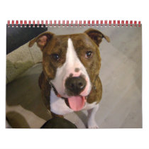 Favorite Pets calendars