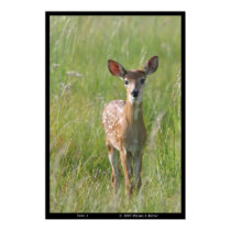 "Fawn 1" nature photograph white-tail deer print