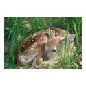 Fawn 2009 posters
