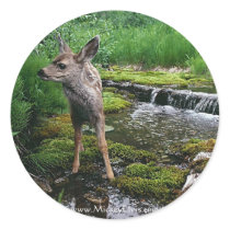 Fawn Baby Deer Lost stickers