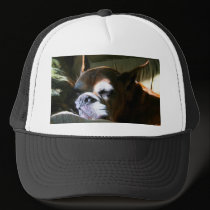 Fawn Boxer Dog hat by ritmoboxer Fawn Boxer Dog hat