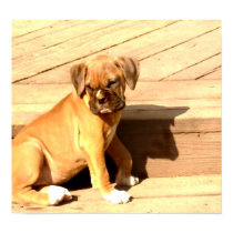 Fawn boxer puppy sitting posters