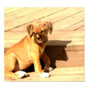 Fawn boxer puppy sitting posters by ritmoboxer Fawn boxer puppy sitting posters