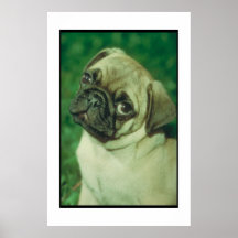 Fawn Chinese Pug Poster