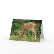 Fawn Greeting Card No. 1