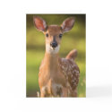 Fawn Greeting Card No. 2