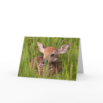 Fawn Greeting Card No. 3