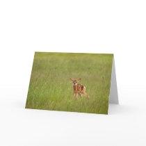 Fawn Greeting Card No. 4