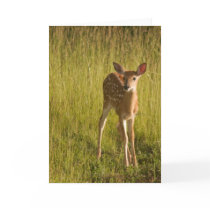 Fawn Greeting Card No. 5