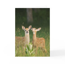 Fawn Greeting Card No. 6