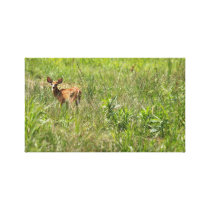 Fawn In The Field Stretched Canvas Print
