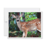 Fawn Announcement