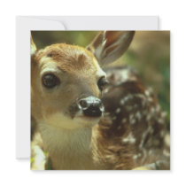 Fawn Invitations