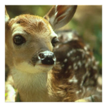 Fawn Invitations