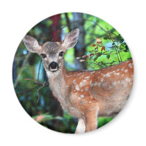 Fawn magnets by paulnsheryl Fawn magnets