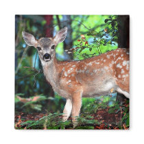Fawn magnets by paulnsheryl Fawn magnets