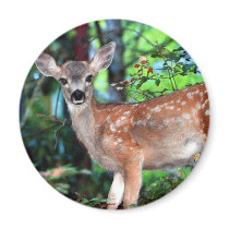 Fawn magnets by paulnsheryl Fawn magnets