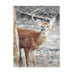 Fawn Peeks Postcard postcard
