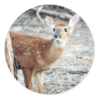 Fawn Peeks Sticker sticker