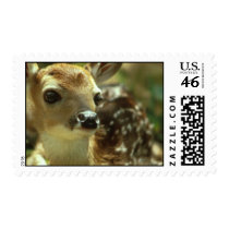 Fawn Postage Stamp