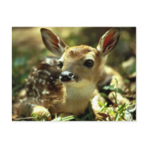 fawn Postcard by Natures_Best_Images fawn Postcard