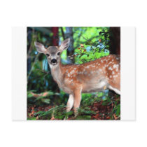 Fawn postcards by paulnsheryl Fawn postcards
