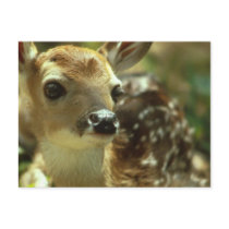 Fawn Postcard