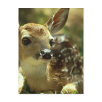 Fawn Postcards
