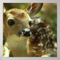 Fawn Poster